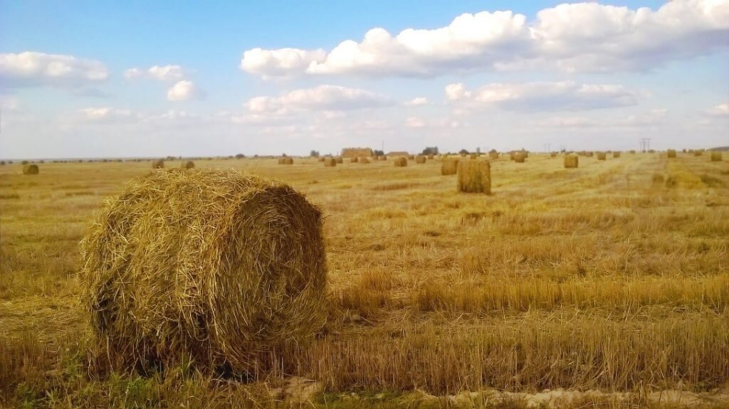 Agricultura de temporal o secano