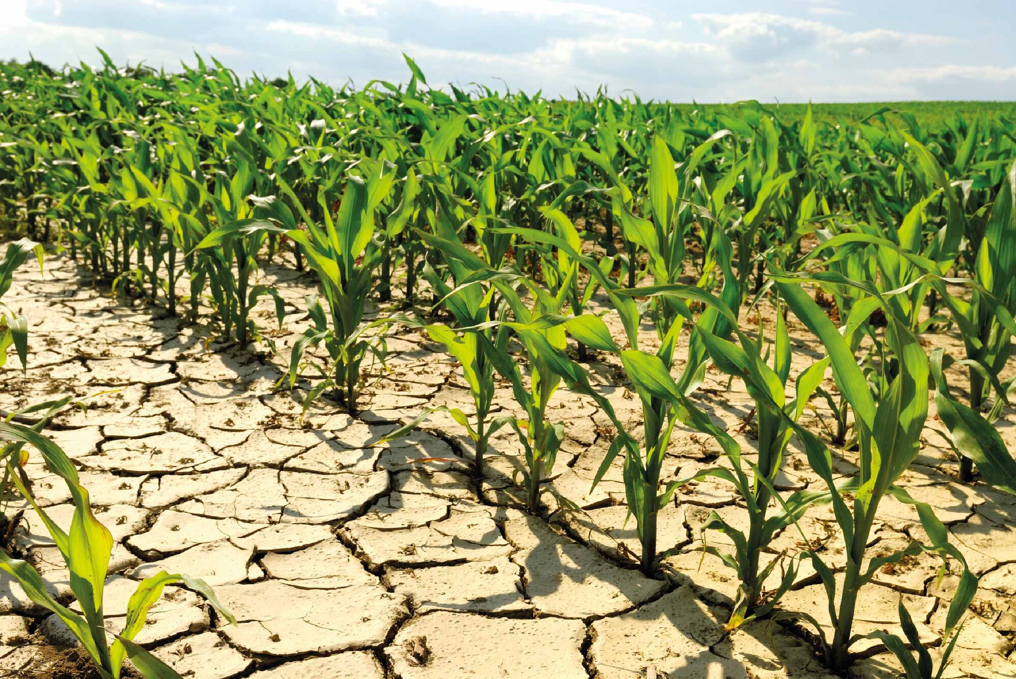 La ONU alerta sobre las repercusiones de la escasez de agua para la producción alimentaria &#187; Rotoplas Agroindustria