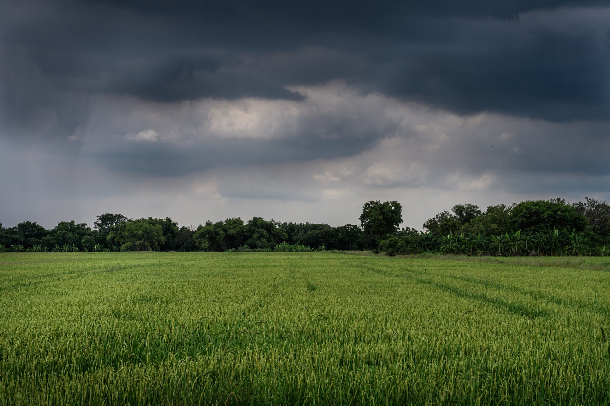 Lluvia en el campo