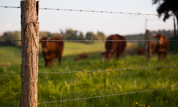 Farm fence
