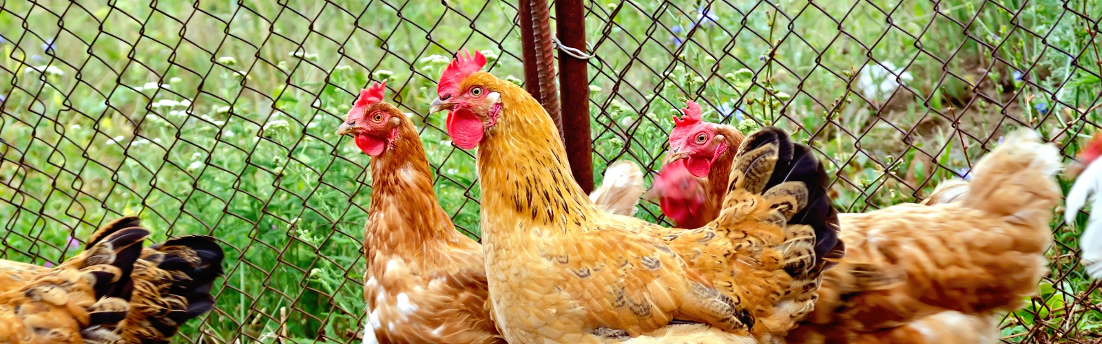 Chicken farm