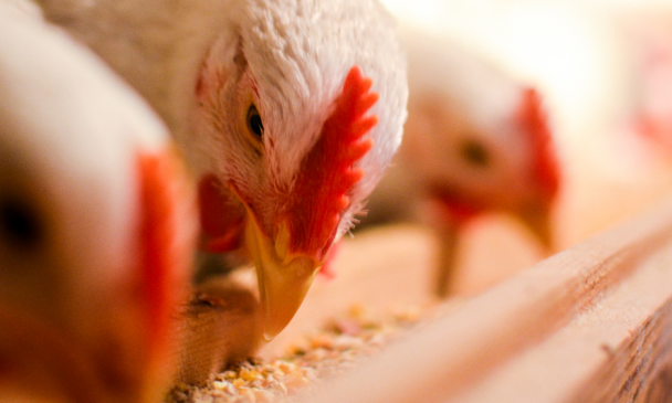 Chicken feed
