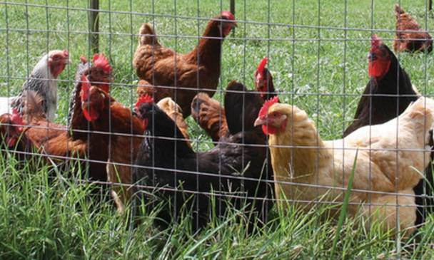 Chicken Livestock