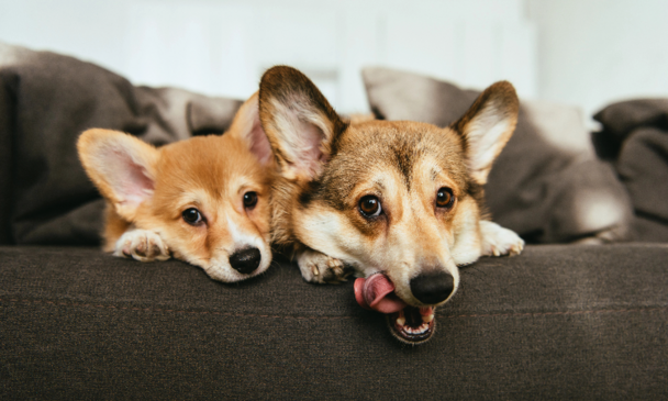 Two dogs