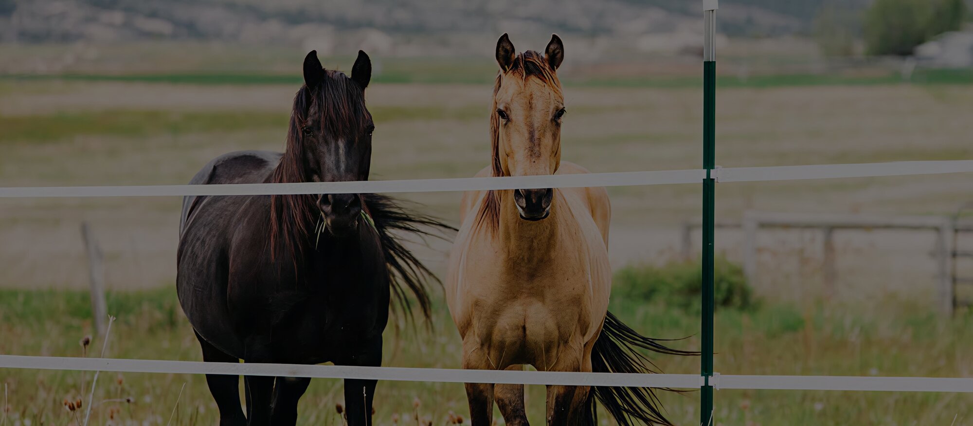 Murdoch's Ranch and Home Supply website