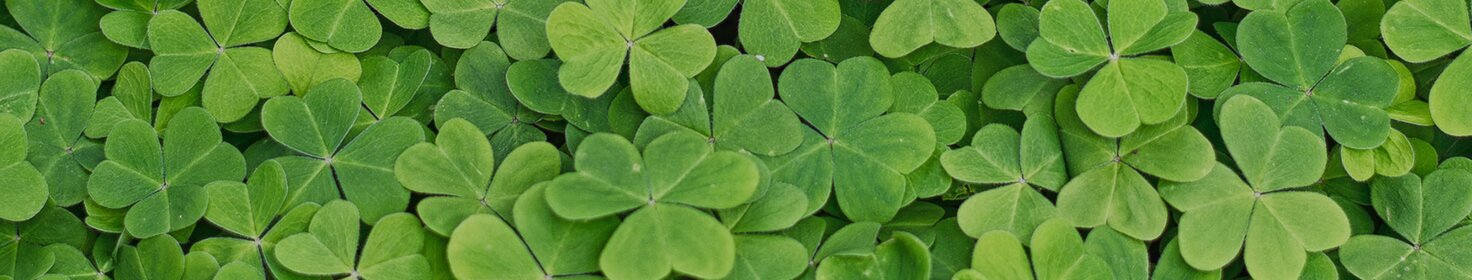 Image of Jellycat Shamrock on a grassy backdrop
