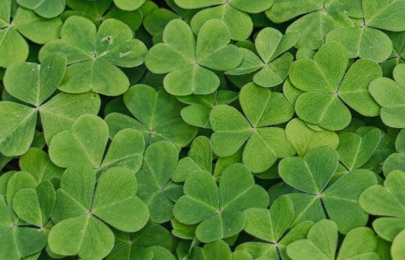 Shamrock background