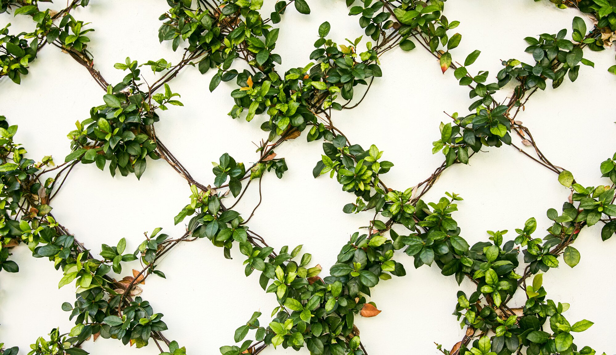 Image of climbing green vines arranged in a diamond trellis pattern across a light neutral wall