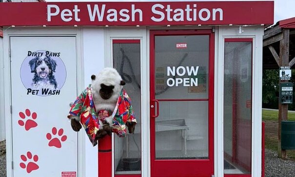 Pet Wash