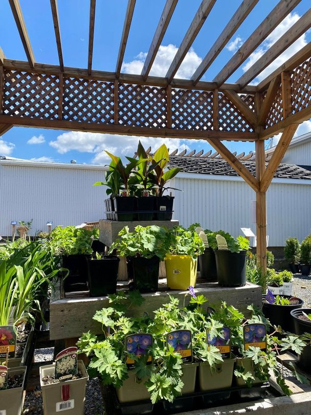 Plants