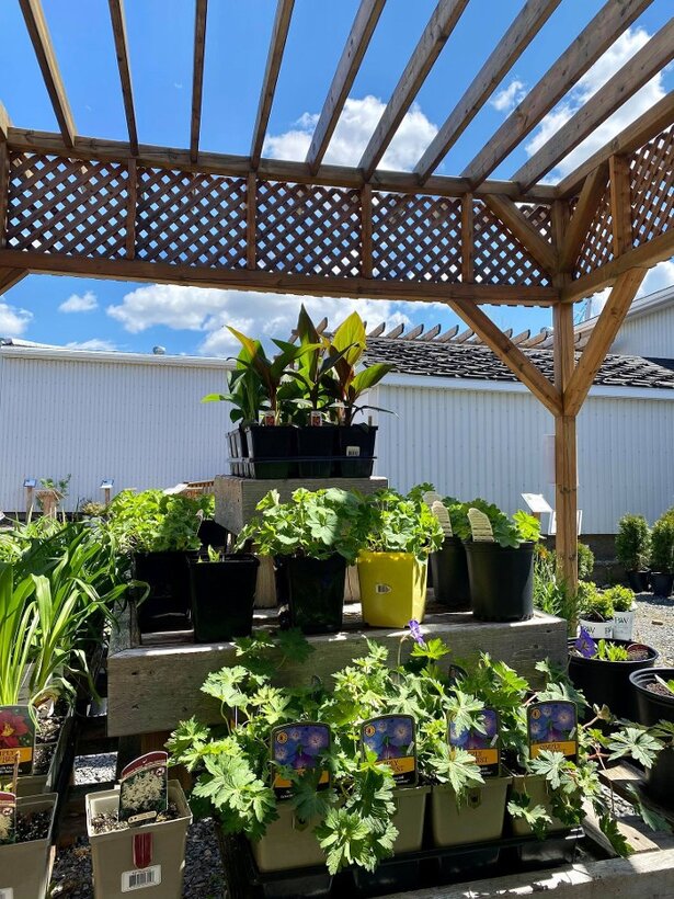 Plants