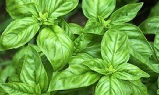 Basil