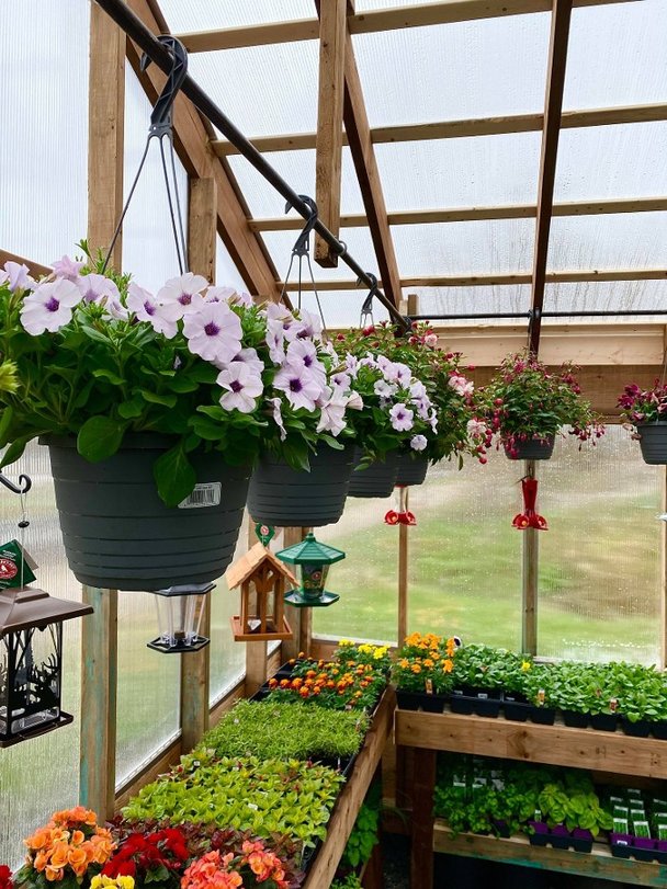 Hanging Baskets 