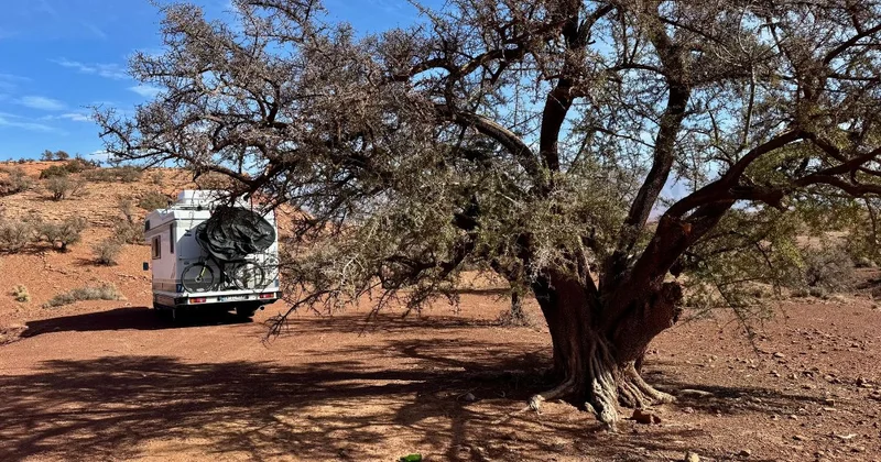Camper unter einem großen Baum in der marokkanischen Wüste