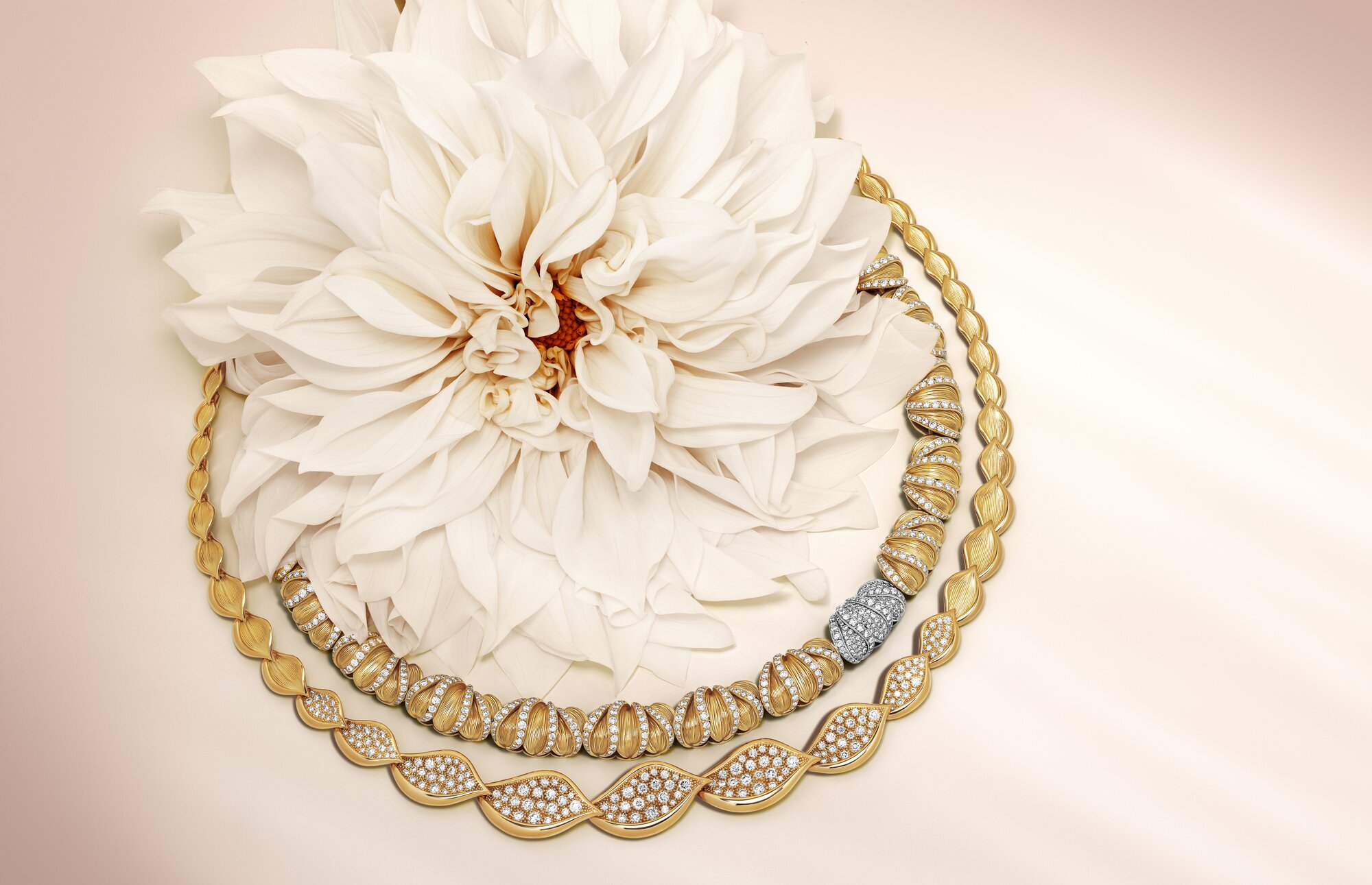 Dahlia Collection
