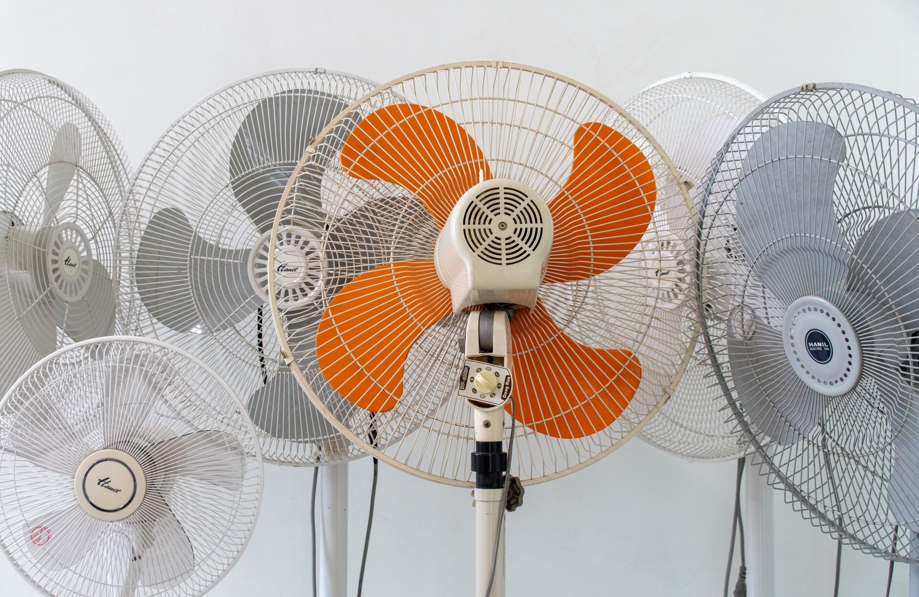 fans