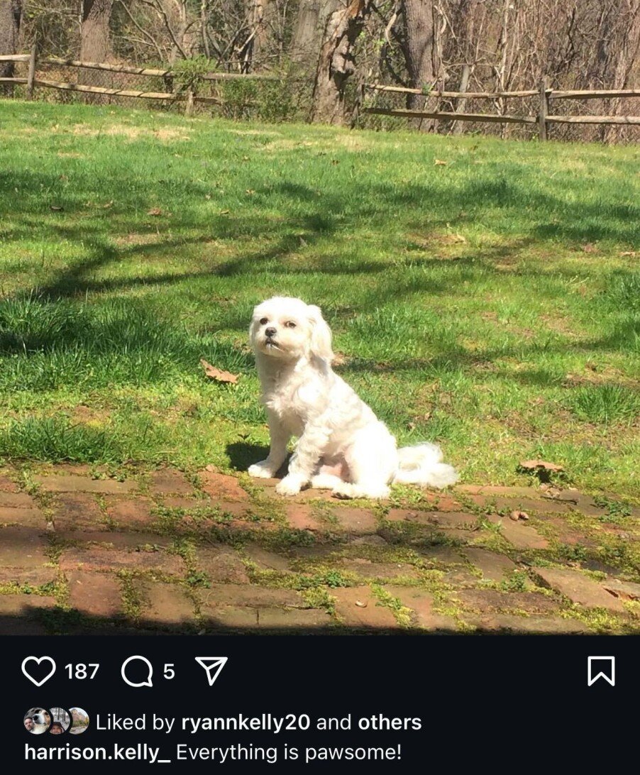 Funny Dog Instagram Caption - 'everything is pawsome!'