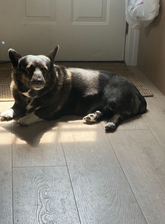 Image of dog laying on the floor