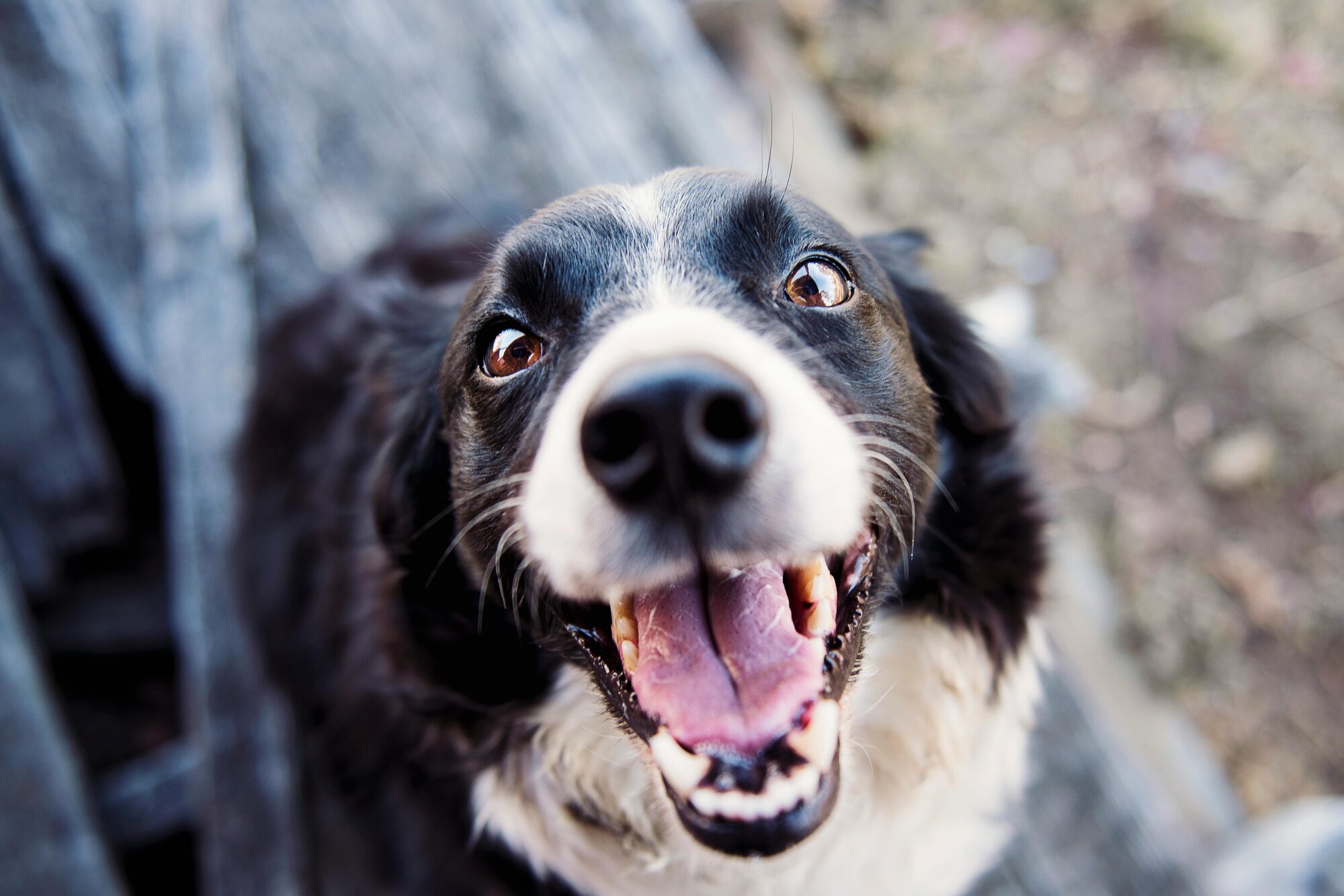 Famous Dog Quotes