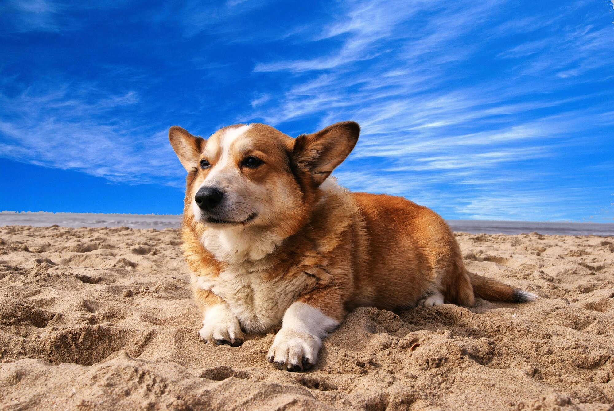 Funny dog sayings