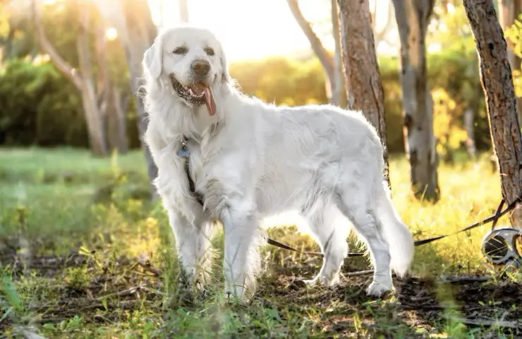 Dog on grass