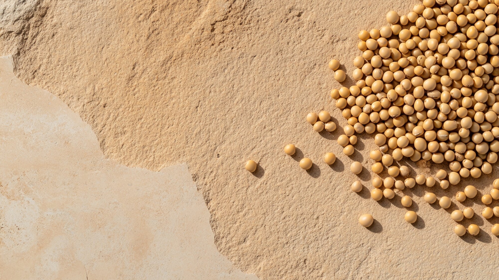  Soybeans scattered on a surface, comparing the benefits of hemp protein vs. pea protein for nutrition and muscle recovery.