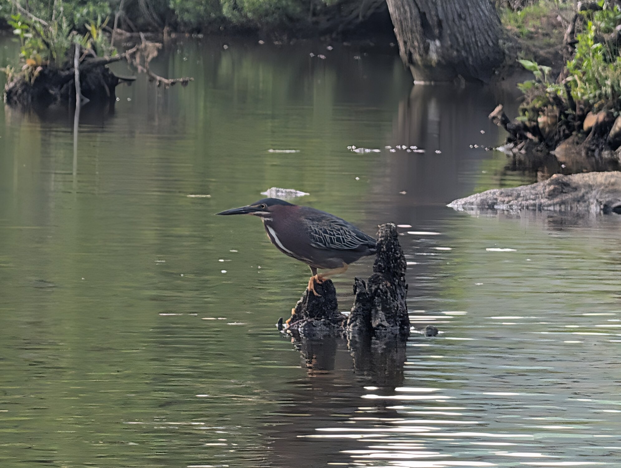 Wildlife on St. Martin River - Ocean CIty, Maryland