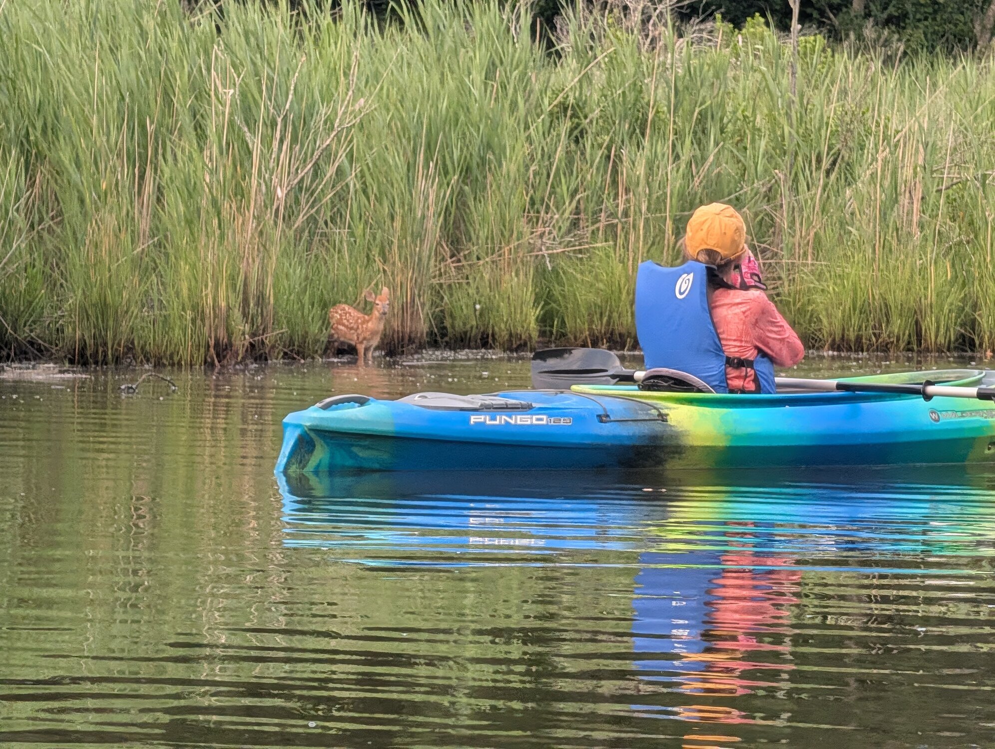 Wildlife on St Martin River Kayak tour