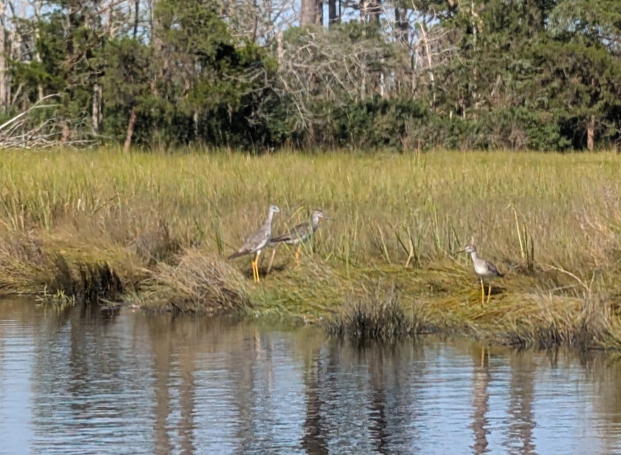 Wildlife on the Newport Bay Kayak Tour