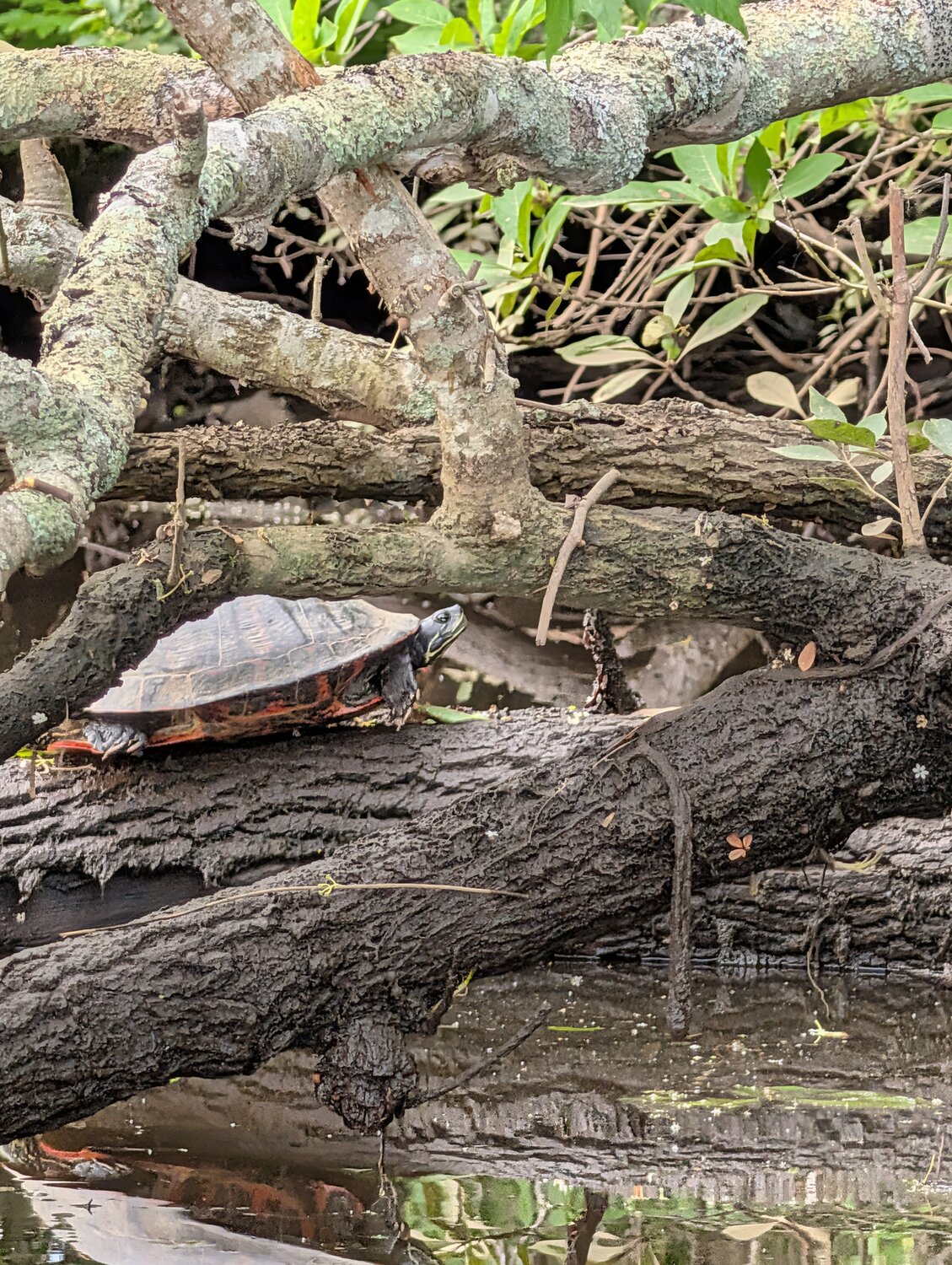 Wildlife on the Pocomoke River Kayak Tour