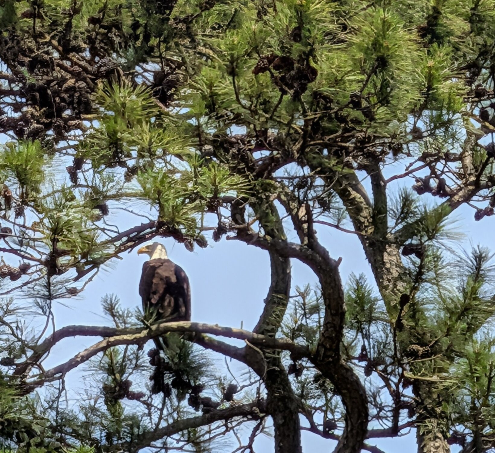 Wildlife on Newport Bay Kayak Tour