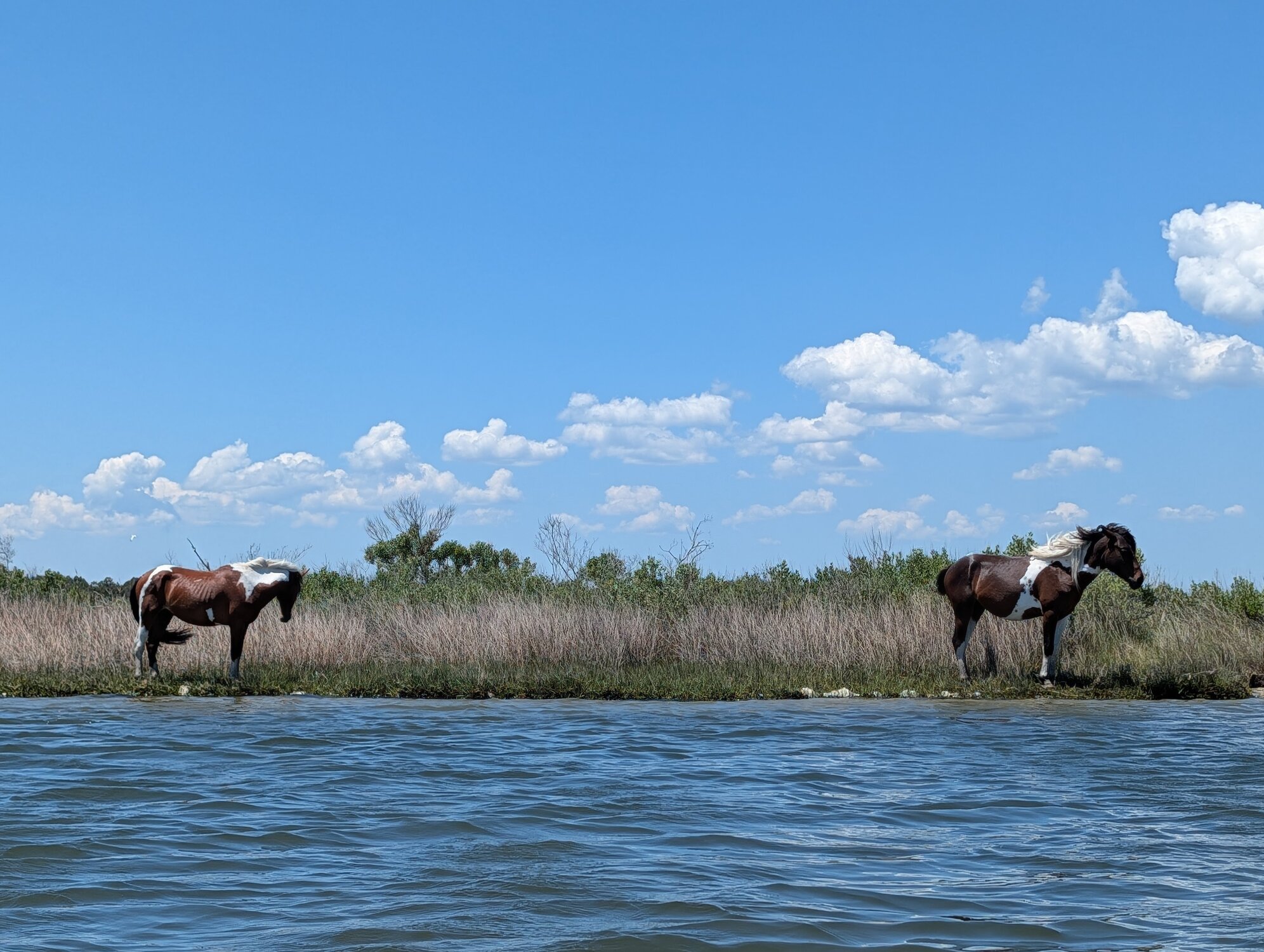 Wild Ponies on Assateague Island