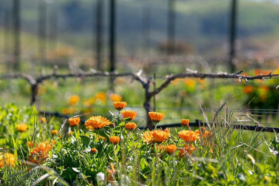 Orange wildflowers in the vineyard