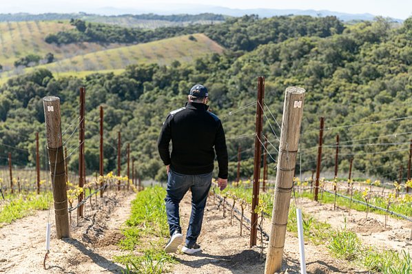Winemaker in the vineyards