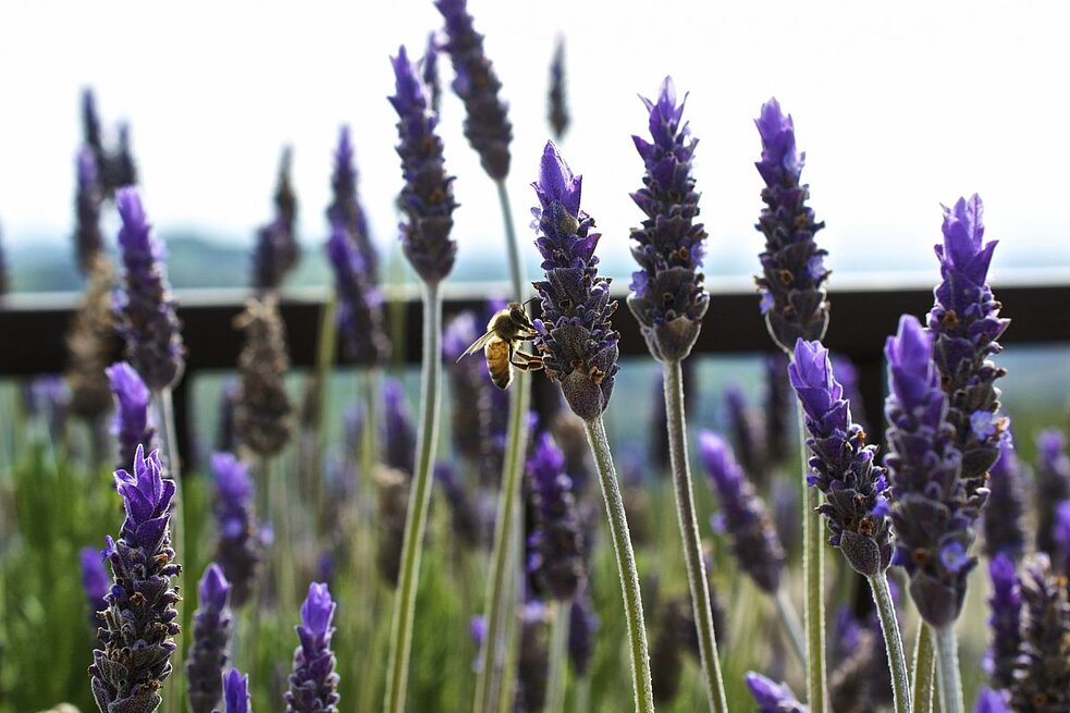 A bee lands on a lavender flower