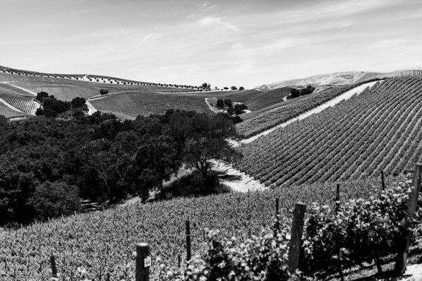 Black and white photo of the DAOU vineyards