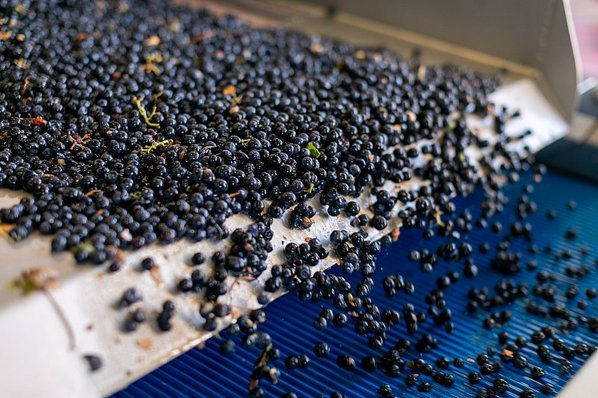 Harvested grapes in the sorting machine