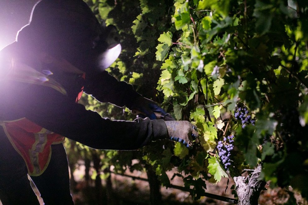 A worker harvests grapes from the vine at night