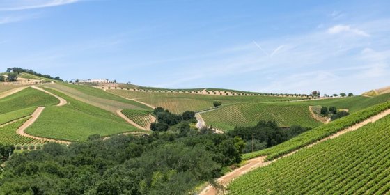 Landscape view of the vineyards 