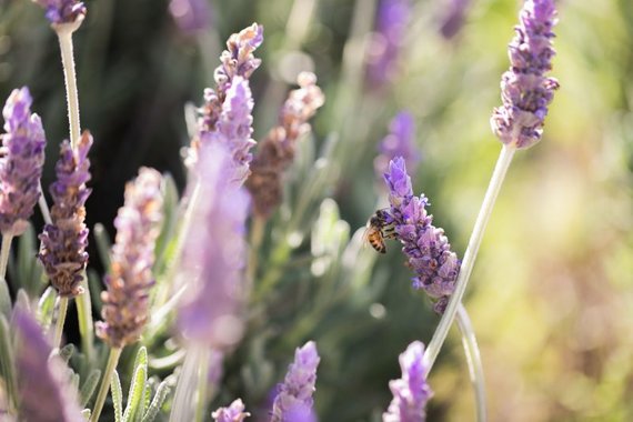 Lavender flowers