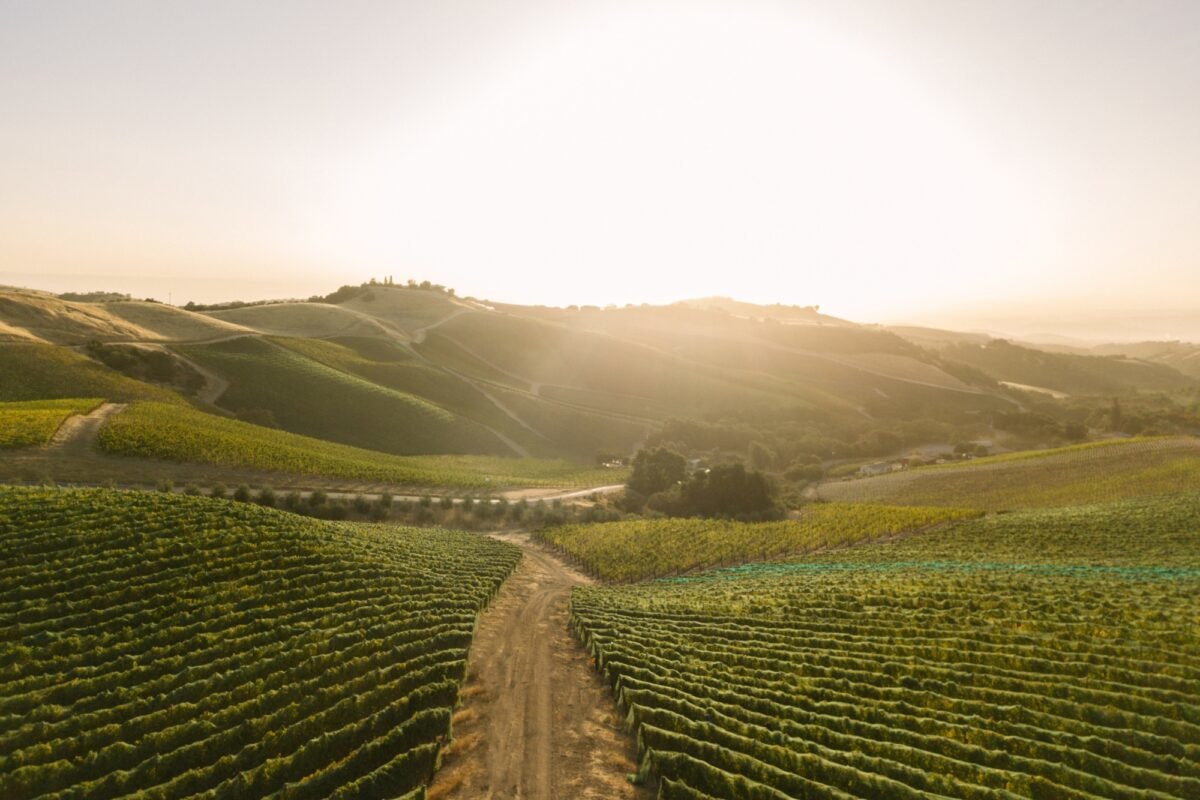 The vineyards of DAOU Mountain