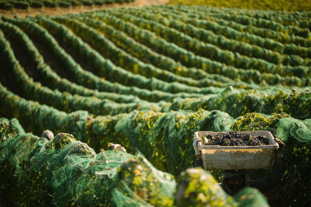 Nets cover rows of grapevines