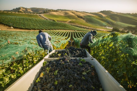 Two people harvesting grapes in the vineyard