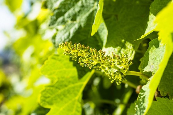 A close up of a new grape cluster