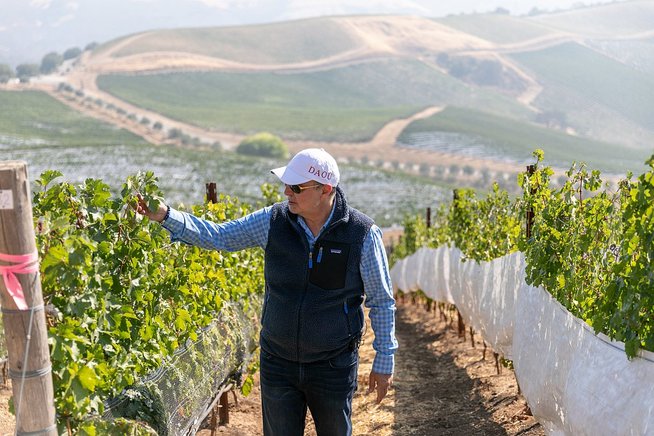 Winemaker inspects grapes on the vine