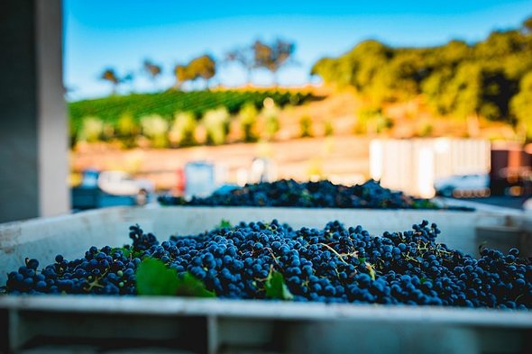 Containers of grape clusters ready for separation and sorting