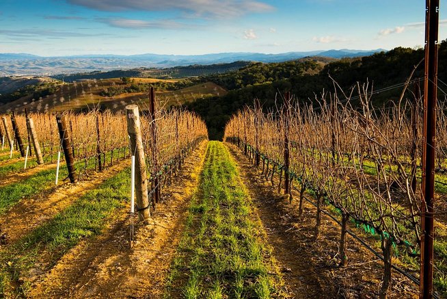 Vineyard rows in winter
