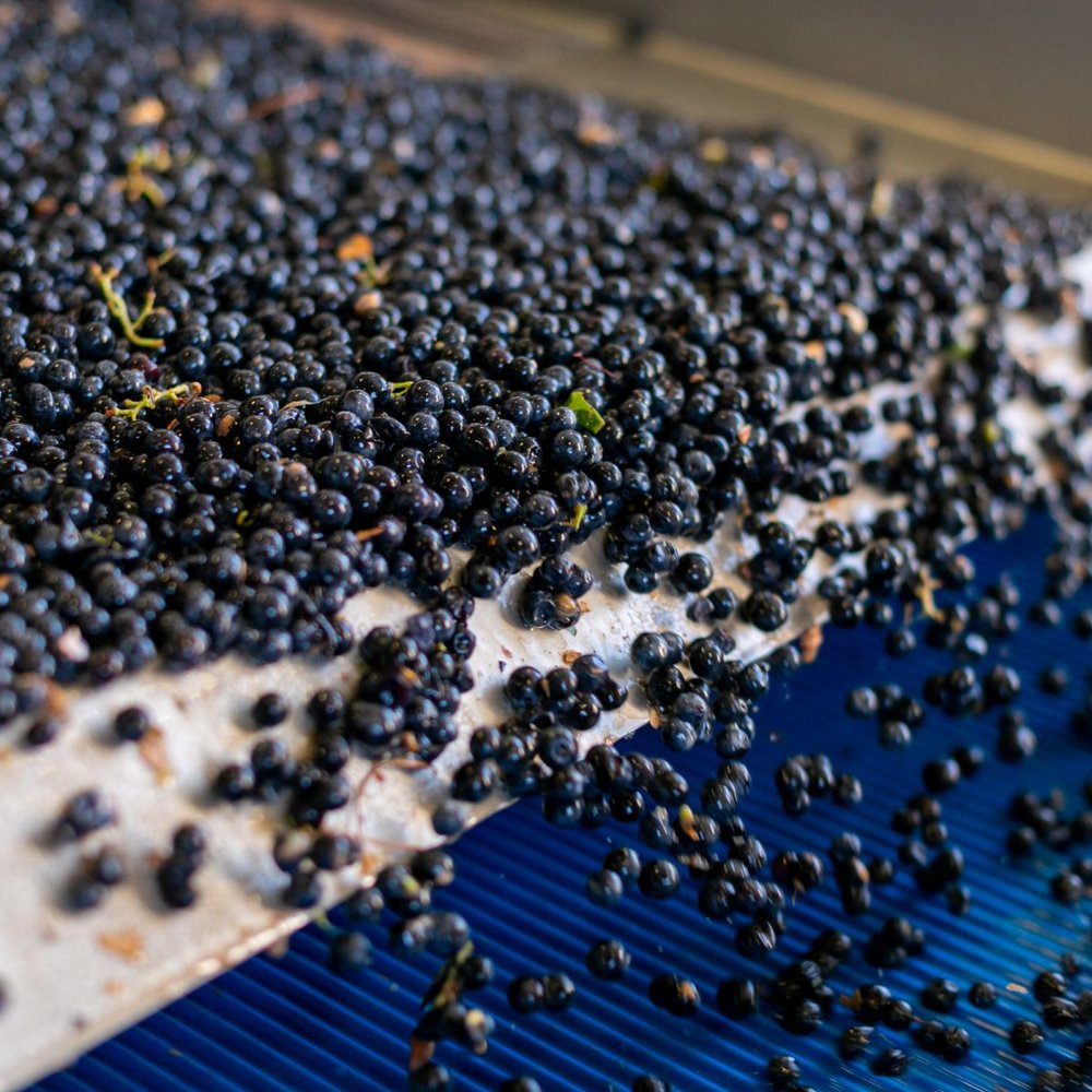 Grapes in the sorting machine during harvest