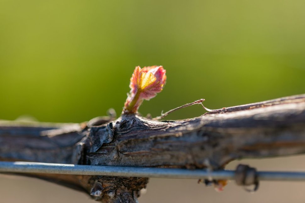 A grapevine bud break