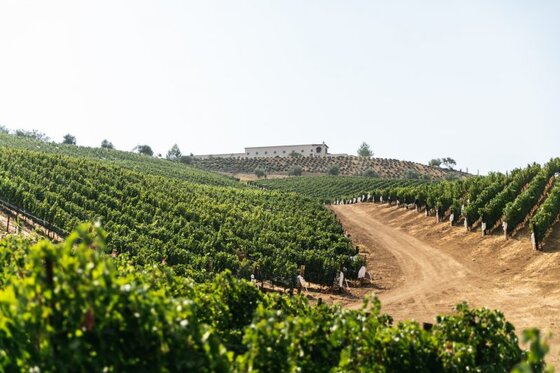 DAOU logo with Milwaukee Bucks logo over basketball arena